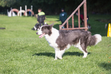 portrait of Border Collie dog on a walk in belgium