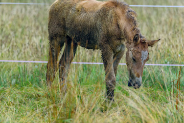 lonely horse grazing in a pasture
