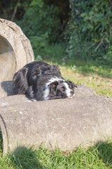 portrait of Border Collie dog on a walk in belgium