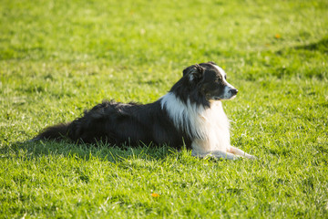 portrait of Border Collie dog on a walk in belgium