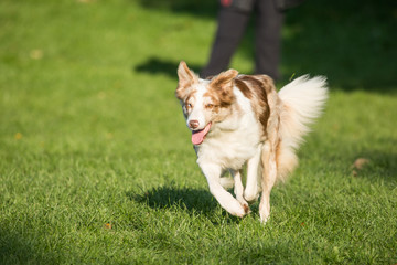 portrait of Border Collie dog on a walk in belgium