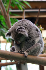 koala en pleine sieste