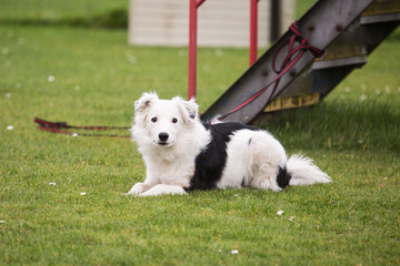 portrait of Border Collie dog on a walk in belgium