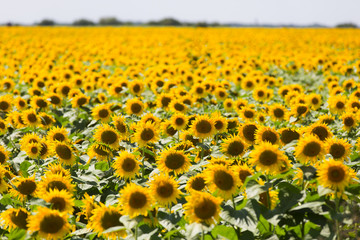 beautiful field of yellow sunflower