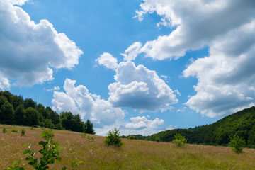 Deep blue sky with white clouds, low overgrown meadows overgrown with flowers and herbs. Beautiful summer day landscape in nature.