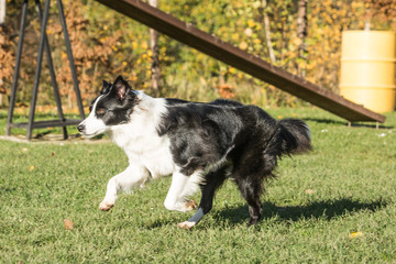 portrait of Border Collie dog on a walk in belgium