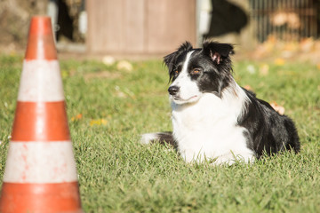 portrait of Border Collie dog on a walk in belgium