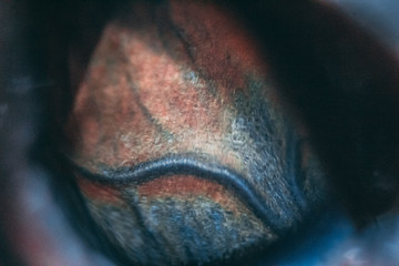 Obraz premium Eye