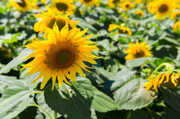 beautiful field of yellow sunflower