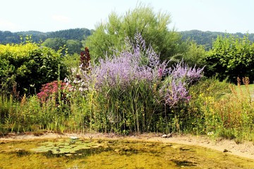 Blühender Ruten-Blutweiderich (Lythrum virgatum) am Gartenteich