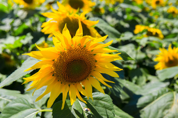 Obraz premium beautiful field of yellow sunflower