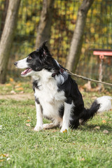 portrait of Border Collie dog on a walk in belgium