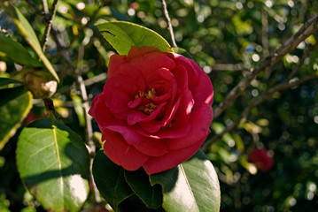 blandy gardens, ein erlebnis