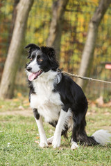 portrait of Border Collie dog on a walk in belgium