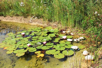 Seerosen im Gartenteich