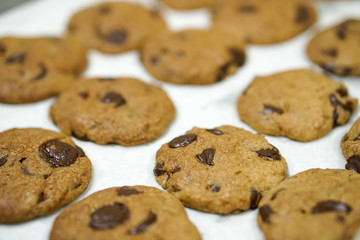baking fresh homemade chocolate chip cookies on tray