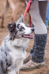 portrait of Border Collie dog on a walk in belgium