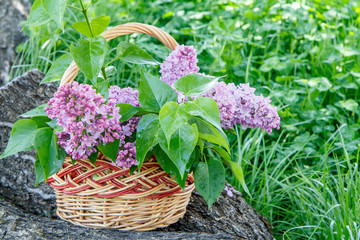 Fototapeta na wymiar Wicker basket with lilac flowers on trunk of fallen tree with green grass in the background