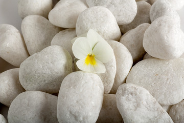 Fototapeta na wymiar white edible flower on a white pebbles bed