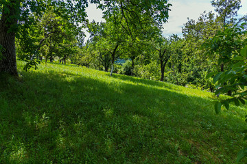 Fototapeta premium slope with green soft grass in the shade of a tree is a wonderful place to relax