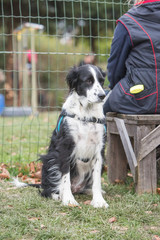 portrait of Border Collie dog on a walk in belgium