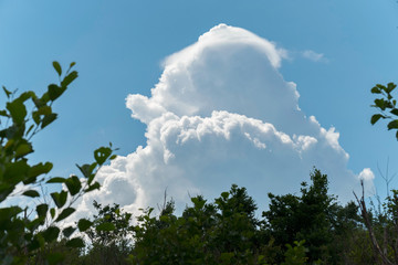 Obraz premium Tops of trees with green leaves against the blue sky with white lush clouds