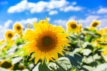 field of yellow sunflower and blue sky in summer