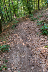 The path in the forest strewn with leaves walking near the slope with growing thick trees with green leaves.