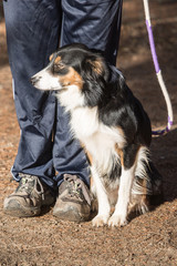 portrait of Border Collie dog on a walk in belgium