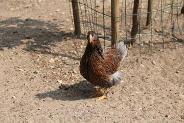 Farbenfrohe Hühner im Sommer