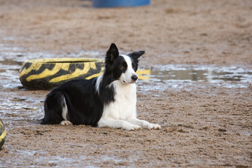 portrait of Border Collie dog on a walk in belgium