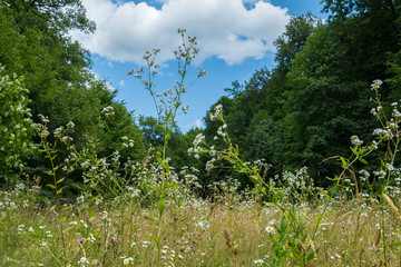 A magnificent meadow in the trees covered with a carpet of meadow flowers with a blue bright sky with clouds above it.