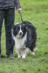 portrait of Border Collie dog on a walk in belgium