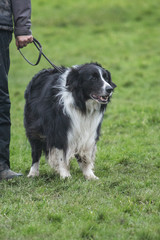 portrait of Border Collie dog on a walk in belgium