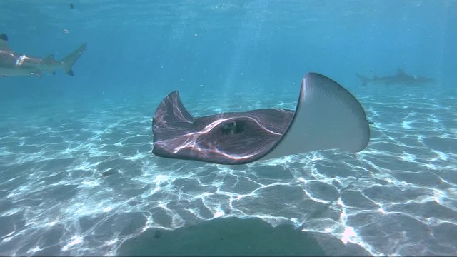snorkeling in a lagoon with fish ray, French Polynesia