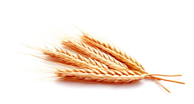 Wheat ears corn isolated on a white background