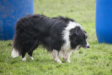 portrait of Border Collie dog on a walk in belgium
