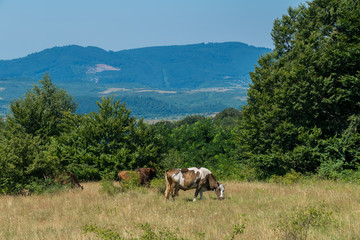Cows grazing in a meadow in the middle of the Carpathian forest
