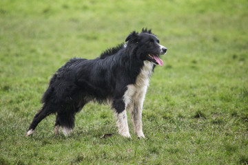 Fototapeta premium portrait of Border Collie dog on a walk in belgium