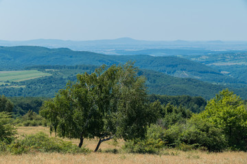 two birches on the background of wooded hills and fields among them