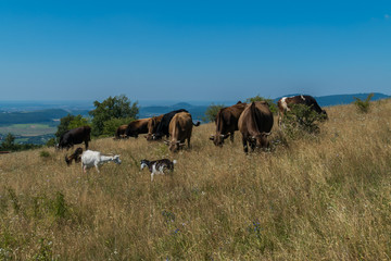 Goats and cows grazing on fertile mountain slopes