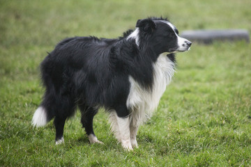 portrait of Border Collie dog on a walk in belgium