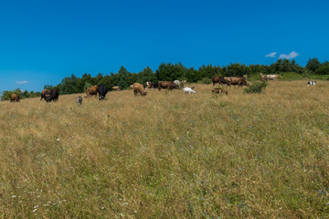 Obraz premium a herd of cows and goats in a clearing in the middle of the forest