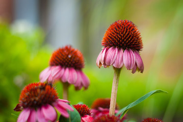 coneflowers