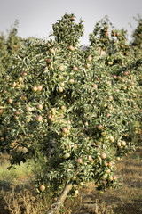 Fototapeta premium Red apples on the branches