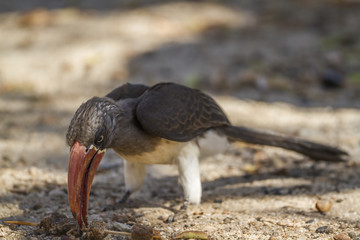 Obraz premium Crowned Hornbill in Kruger National park, South Africa ; Specie Tockus alboterminatus family of Bucerotidae
