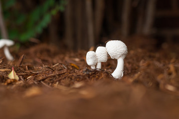 mushrooms