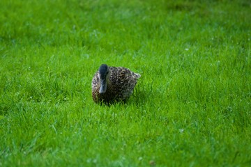 One beautiful duck on the green grass
