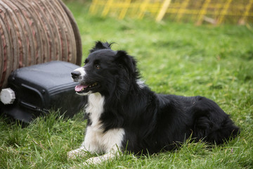 portrait of Border Collie dog on a walk in belgium