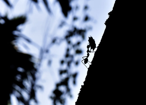 An ant carrying foods